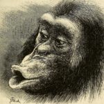 darwin-social-psychology-animals